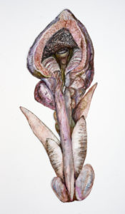 Vorschaubild urethra masculina